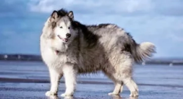 Породата кучета е маламут