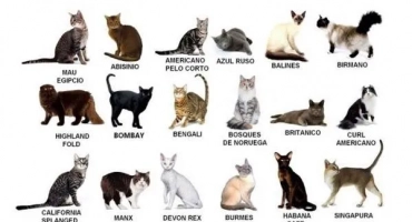 Котешки породи: сортове и тяхното описание