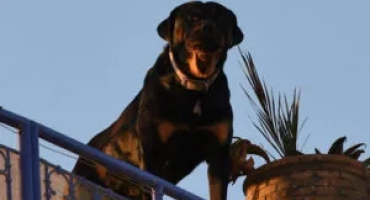 Породи кучета охрана, за да защитят частна къща