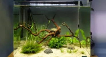 Стъпка -by -step инструкции за стартиране на аквариума от нулата