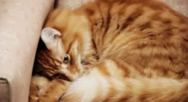 Полумесец при котки и болести под маската на настинки