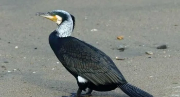 Bird of cormlan: подробно описание, където живее, какво яде, снимки, врагове