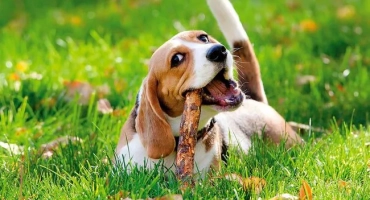 Дали кучетата отличават цвета или не и какво