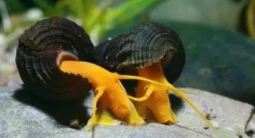 Размножаване на аквариумни охлюви у дома