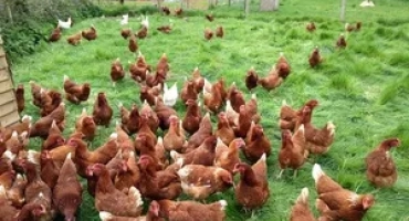 Развъждане на пилета у дома. Съвети за начинаещи