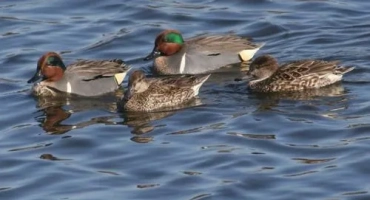 Речни видове патици