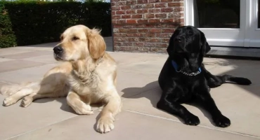 Ретривър и лабрадор: каква е разликата, разликите в скалите