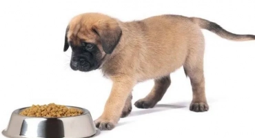 Кралски канин за средни кученца, както и големи