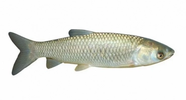 Amur fish: описание, начин на живот и риболов