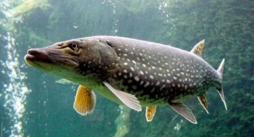 Pike fish: видове, снимки, характеристики, характеристики, навици, как се яде, колко живеят, как се разпространява