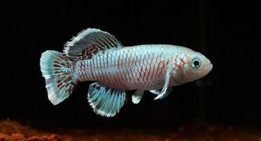 Notobromicus fishers: описание и съдържание у дома
