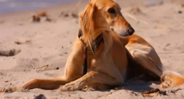 Salyuki (порода куче): описание и растеж на borza persian