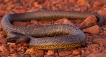 Най -отровната земя змия в света е тайпан