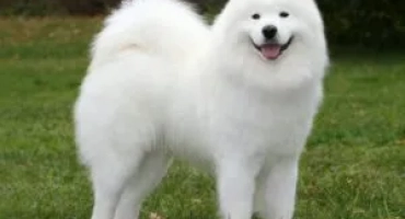 Samoyed dog (samoyed): описание и характеристика на породата