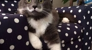 Най -известната котка в света и известни котки