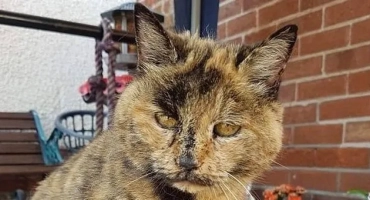 Най -старата котка и котка: дълги листки в света