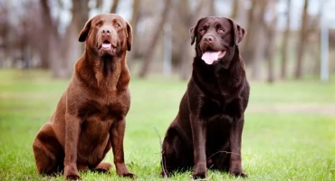 Шоколадов лабрадор със сини очи