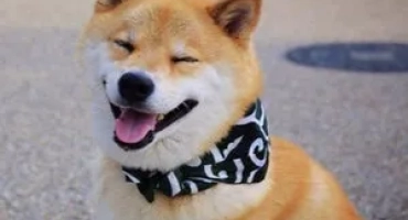 Siba inu или shiba inu, описание на породата