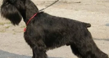 Куче tsvergshnauzer: великолепно приятел, надежден и верен смел