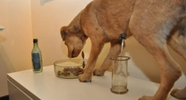 Павлов куче: какво е това, експерименти с животински рефлекси