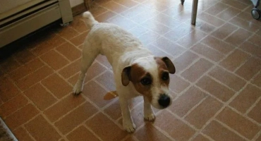 Кучето е написано за себе си или в тоалетната: причини