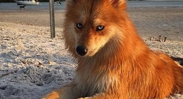 Кучето изглежда като лисица с къси лапи: порода