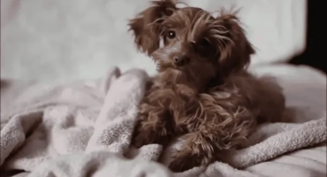 Куче порода санкт петербург орхидея: характеристики и описание на породата