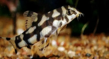 Съдържанието на мраморните лодки у дома и грижа за него