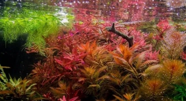 Съдържанието на блатото растение proserpinachi palyustis