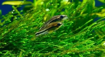 Somik corridors-pigmay (corydoras pygmaeus): съдържание, размножаване