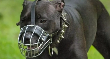 Списък на кучетата за ходене в муцуна по закон