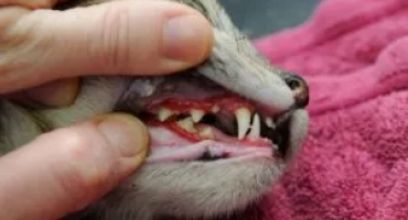 Стоматит при котки, неговите причини и лечение