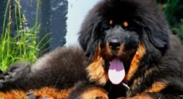 Тибетски мастиф: характеристики и описание на породата