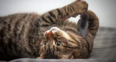 Отгоре -10 от най -привързаните и ръчни породи котки