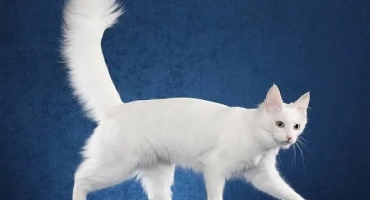 Турска ангора (котка): описание на породата и характера