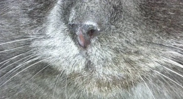 Котката има възпален нос с черни кори близо до носа