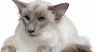 Умно и предано: запознайте се с balinesia cats