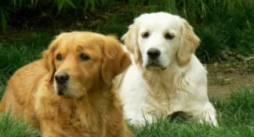 Каква е разликата между ретривър и лабрадор?