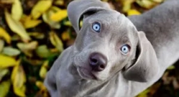 Weimaraner: описание, цена, грижа
