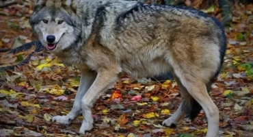 Вълк: как изглежда, къде живее, йерархия в пакет, вълк вой
