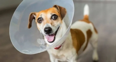 Направи си сам куче гол