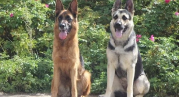 Източноевропейска овчарка и немска овчарка: разлики