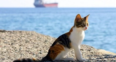 Възраст на котки по човешки стандарти: таблица