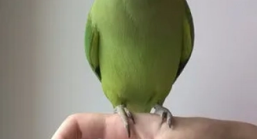 Всичко най -интересно за колиетата