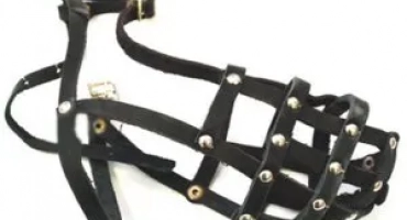 Изберете и научете кучето на муцуната