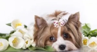 Избор на прякори на кучета кучета