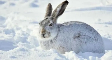 Харе (90 снимки) - интересни факти, описание на животното, тяхното местообитание, кратка информация за видовете и как се различава от заека