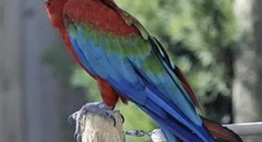 Зелено -ухаеше ара