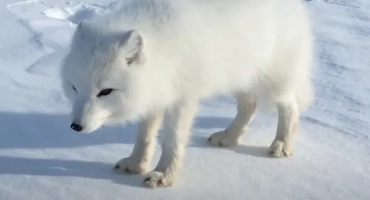 Животински тундра