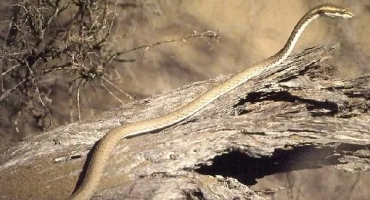 Змия-стреля